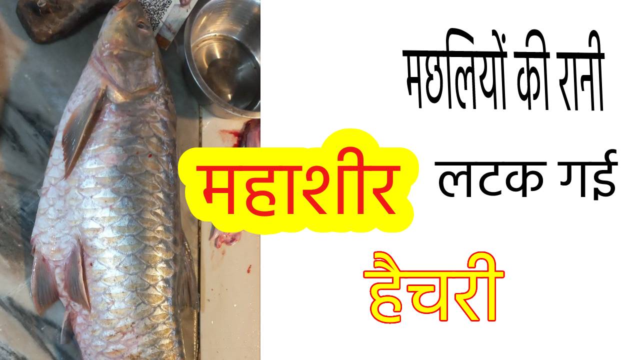 जमीन को लेकर अधर में लटक गई मछलियों की रानी महाशीर की हैचरी