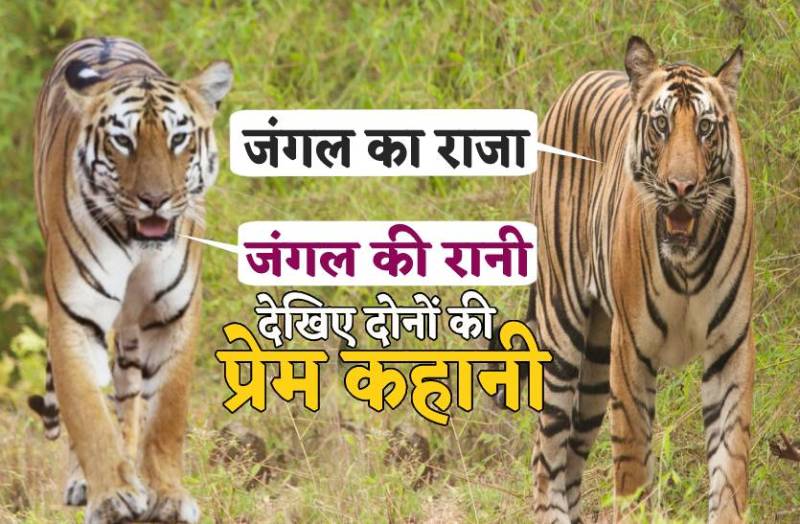 जंगल के 'राजा-रानी' की अनोखी प्रेम कहानी, कैमरे में कैद बाघों के प्यार भरे पल, देखें वीडियो