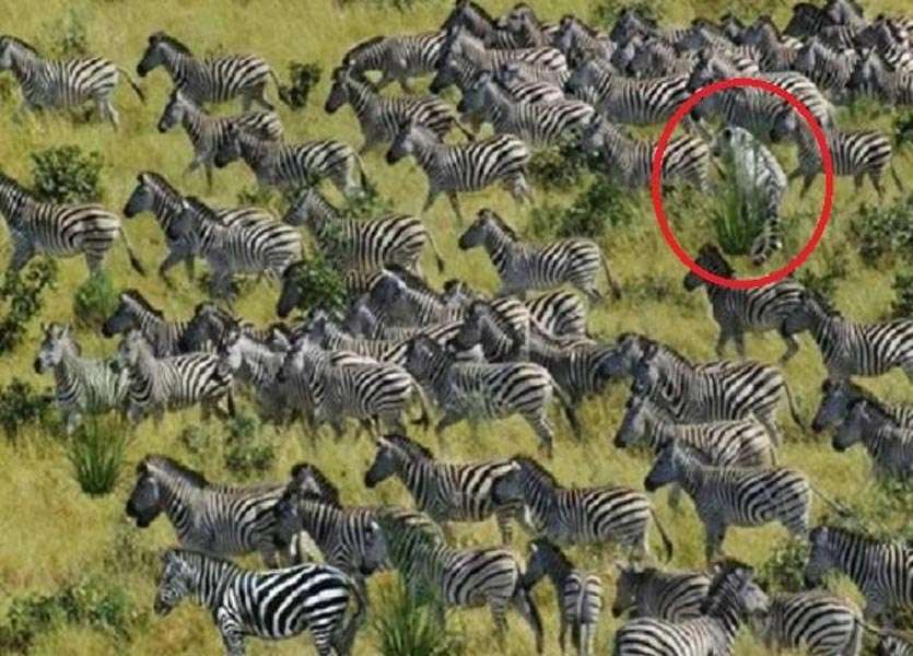 Optical Illusion: दौड़ रहे जेब्रा के बीच छिपा है एक बाघ, 10 सेकेंड में तलाशने
वाले माने जाएंगे जीनियस
