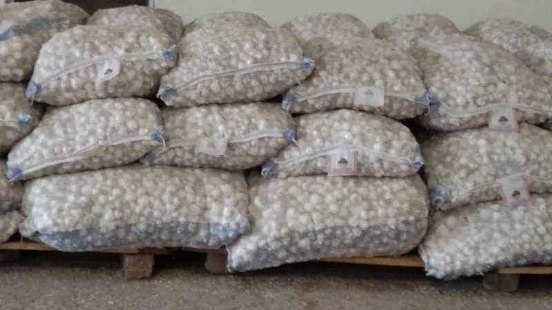 Loss in garlic cultivation, area reduced by half, no profit in horticulture crops