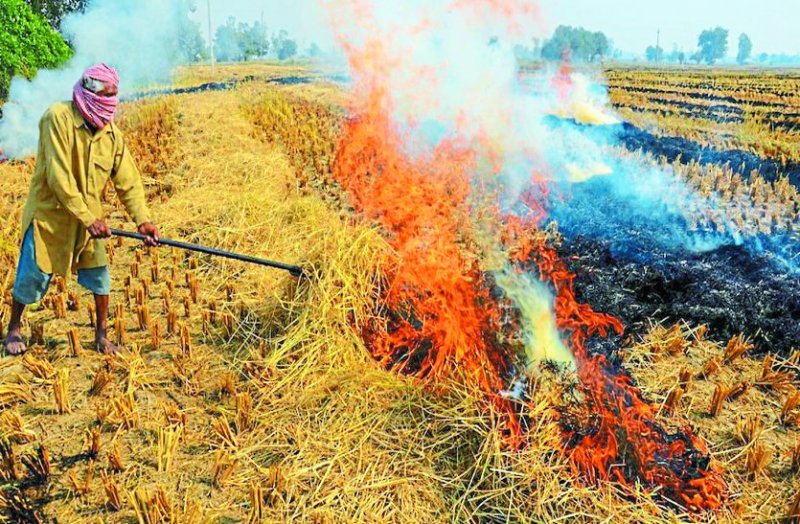 सरकार की अपील का असर नहीं: खेतों में पराली भी जलाई जा रही, घट रही उर्वरक क्षमता