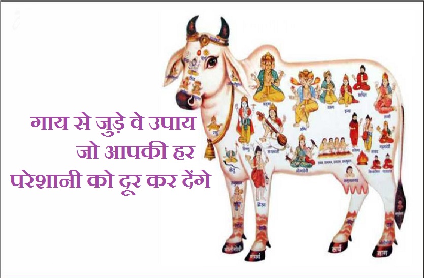 cow_astrology.jpg