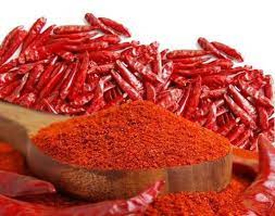 CHILLI-- मारवाड़ी मिर्च की साख खराब कर रहा 'फंगस'