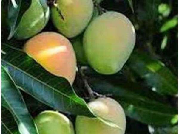 इसकी सबसे ज्यादा पैजावार बनारस के चिरईगांव में होती है।