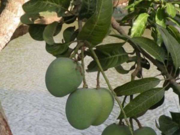 लंगड़ा आम का इतिहास 250-300 साल पुराना है।