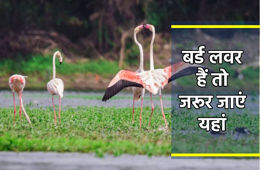 migrated_birds_in_sirpur lake in indore.jpg