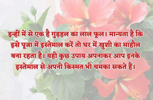 Do these totke of hibiscus flowers for wealth and happiness