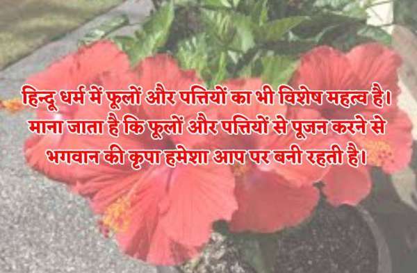 Do these totke of hibiscus flowers for wealth and happiness