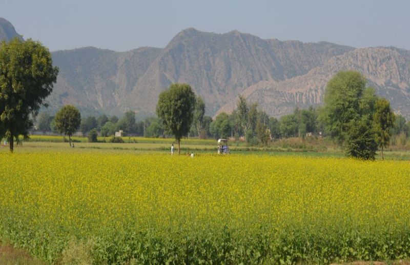 अलवर की सरसों पर देश के बड़े स्टाकिस्टों की नजर