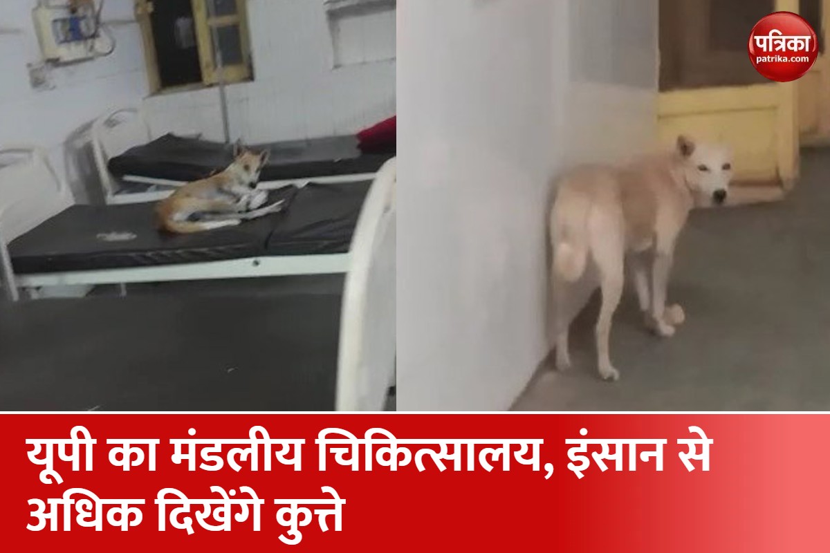जिला मंडलीय चिकित्सालय का ऐसा है हाल, खुलेआम घूमते हैं कुत्ते