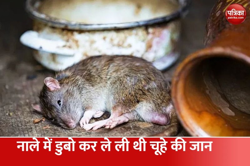 बदायूं में चुहे की हत्या चर्चा में बनी हुई है