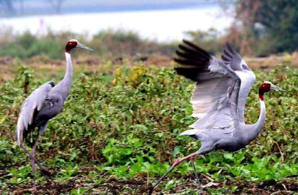 migrated birds reached in bhopal upper lake, photo gallery