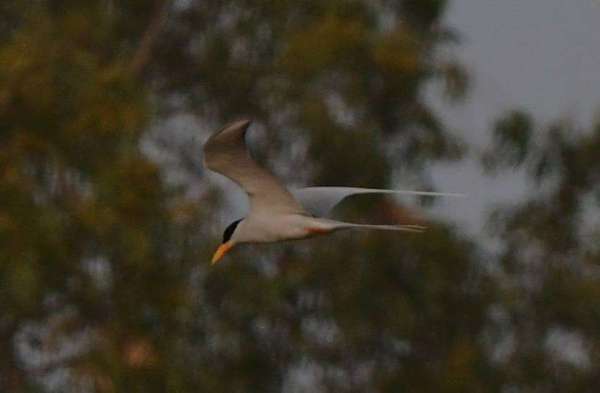 migrated birds reached in bhopal upper lake, photo gallery