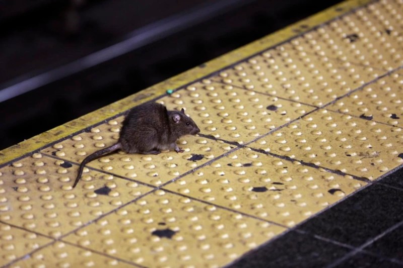 New York City set to hire top senior rat killing czar for $170000 job