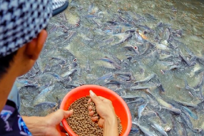 Vietnamese Man taking care of thousands of wild river fish, who visit his house every day for food
