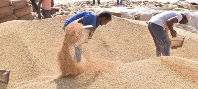 धान के समर्थन मूल्य को नहीं मिल रहा किसानों का समर्थन