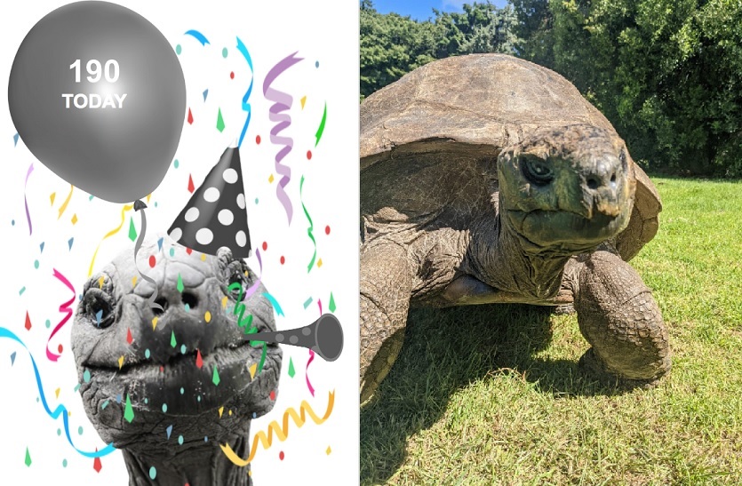 Video: दुनिया के सबसे बुजुर्ग कछुए से मिलिए, 190वें जन्मदिन पर होगी जोरदार पार्टी