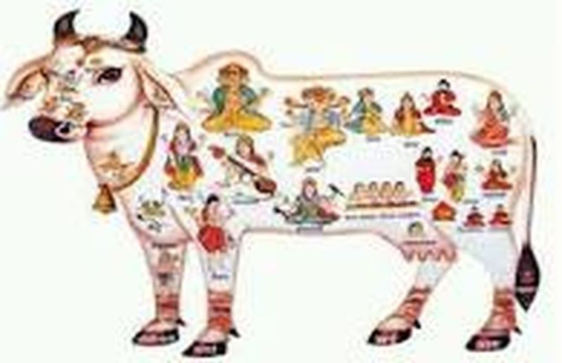 GAU KATHA : चार पंक्तियों में नहीं सिमट सकती गौ माता -गोपालानंद सरस्वती