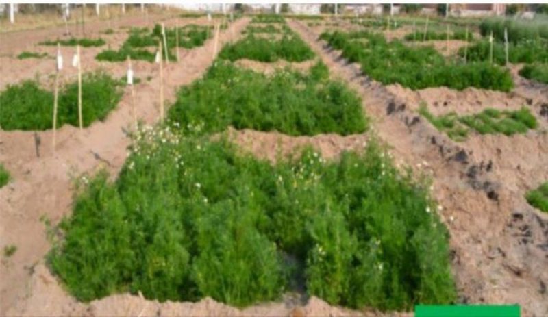 Chamomile tea:  थार में होगी कैमोमाइल चाय, जल्द होगा उत्पादन