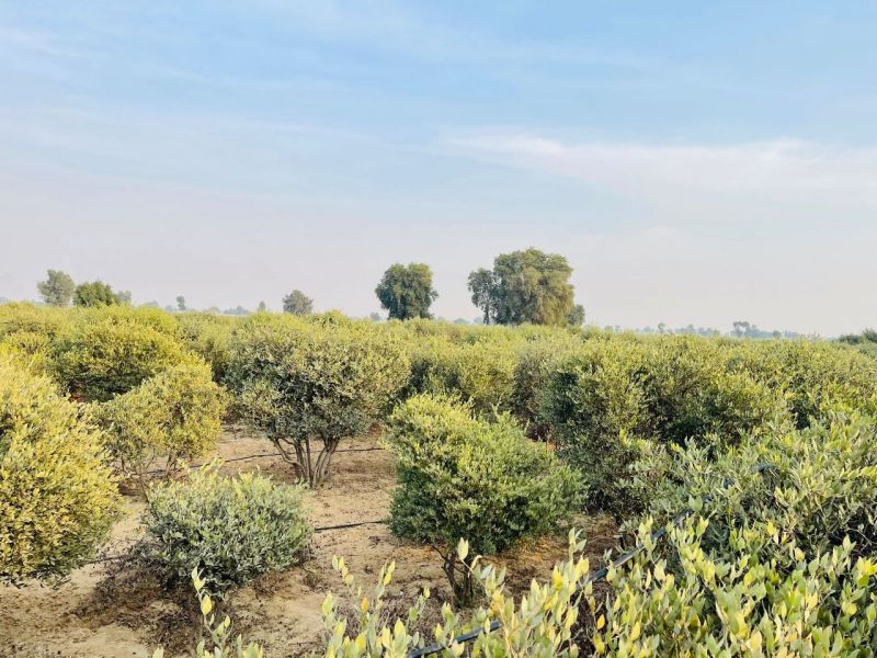 कम पानी में कारगर है जोजोबा की खेती