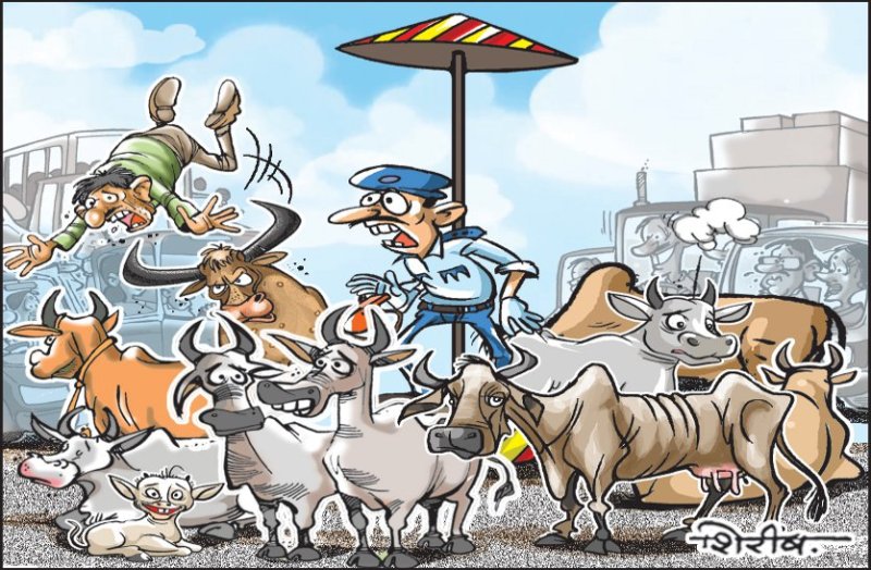 सूबे में 8.54 लाख गाय-सांड़-बैलों का रेला... शहर हों या अंचल की सड़कें जानलेवा हुआ जमावड़ा