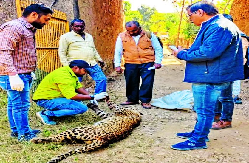क्षेत्र को लेकर संघर्ष : मादा तेंदुए ने नर को दांतों से काट नोंच डाला... मौत