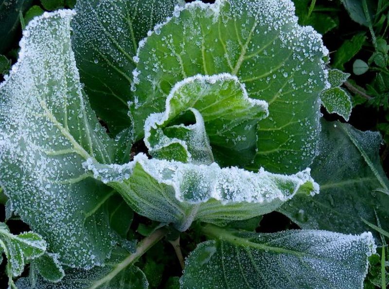 कड़ाके की सर्दी की गिरफ्त मेें माउंट आबू की वादिया, बर्फ की चादर के रुप में जमी ओस की बूंदें