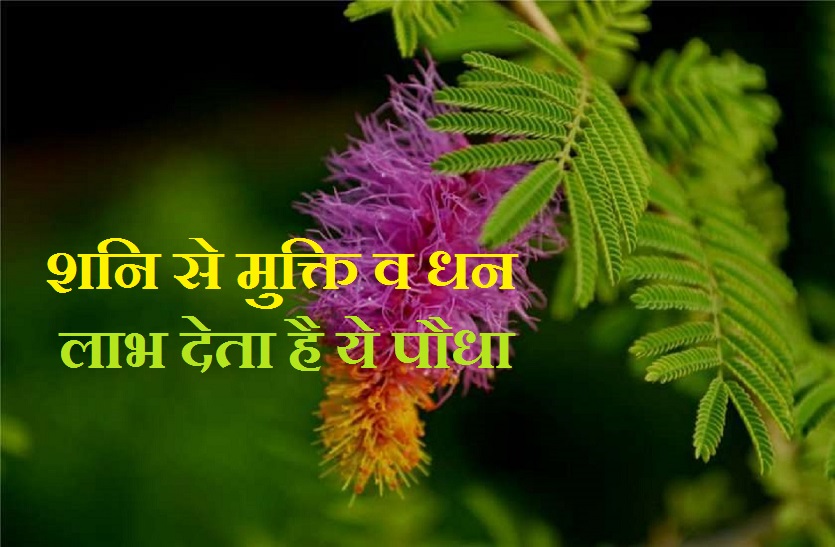 Vastu Tips: नए साल में धन लाभ के लिए शनि देव का ये प्रिय पौधा घर में शामिल करें