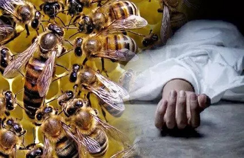   मधुमक्खियों के काटने से ग्रामीण की मौत 