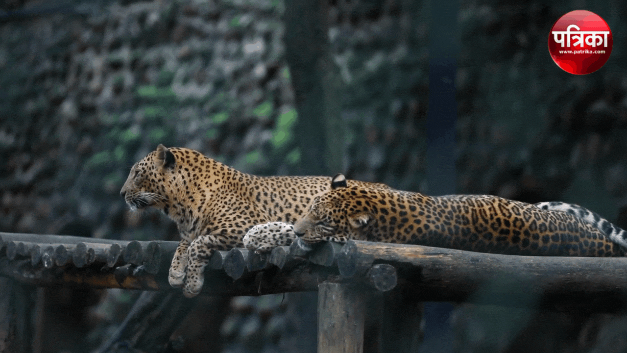 Leopard in jabalpur