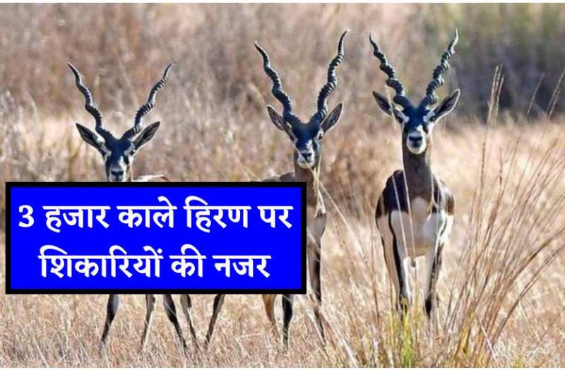 3 हजार काले हिरण पर शिकारियों की नजर, जंगल में झोपड़ी बनाकर कर रहे शिकार