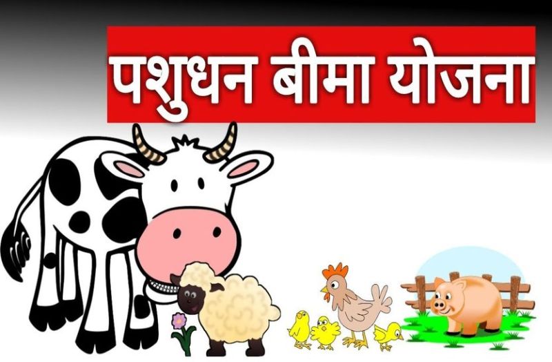 पशुपालकों को सरकार ने दी राहत, पशुधन बीमा योजना फिर शुरू