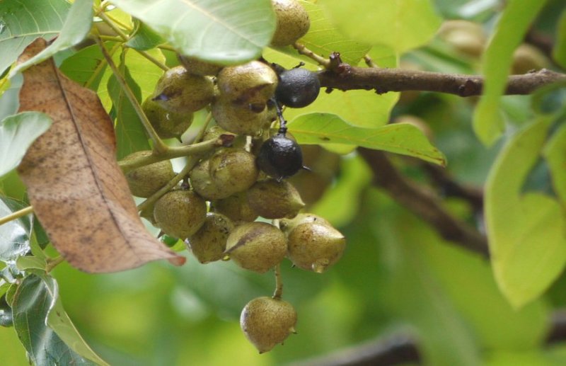 कुसुम फल