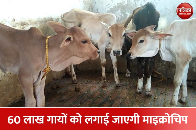 यूपी में गोवंश तस्करी रोकेगी विशेष प्रकार की माइक्रोचिप, पशुओं की सेहत का रखेगी ध्यान