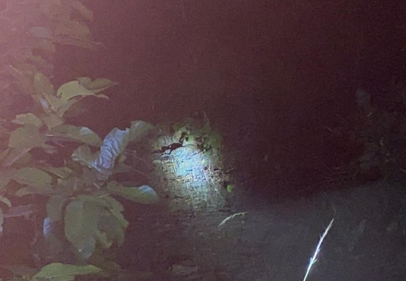 Leopard killed women