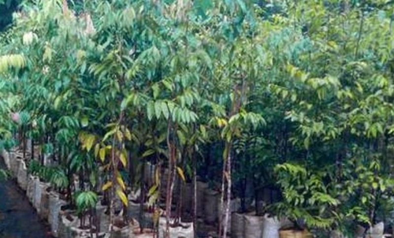 नर्सरी जाने की जरूरत नहीं, ऑनलाइन कर सकते हैं पता, कहां कितने पौधे