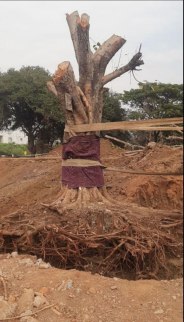 Bhilai 90 साल पुराने पीपल और बरगद के पेड़ को शिफ्ट करने की तैयारी