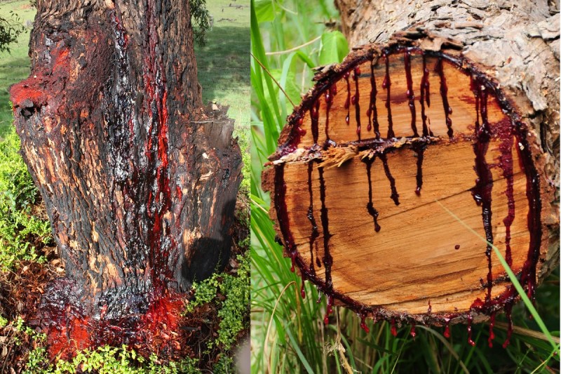 World's most unique tree, blood pours out when you cut it