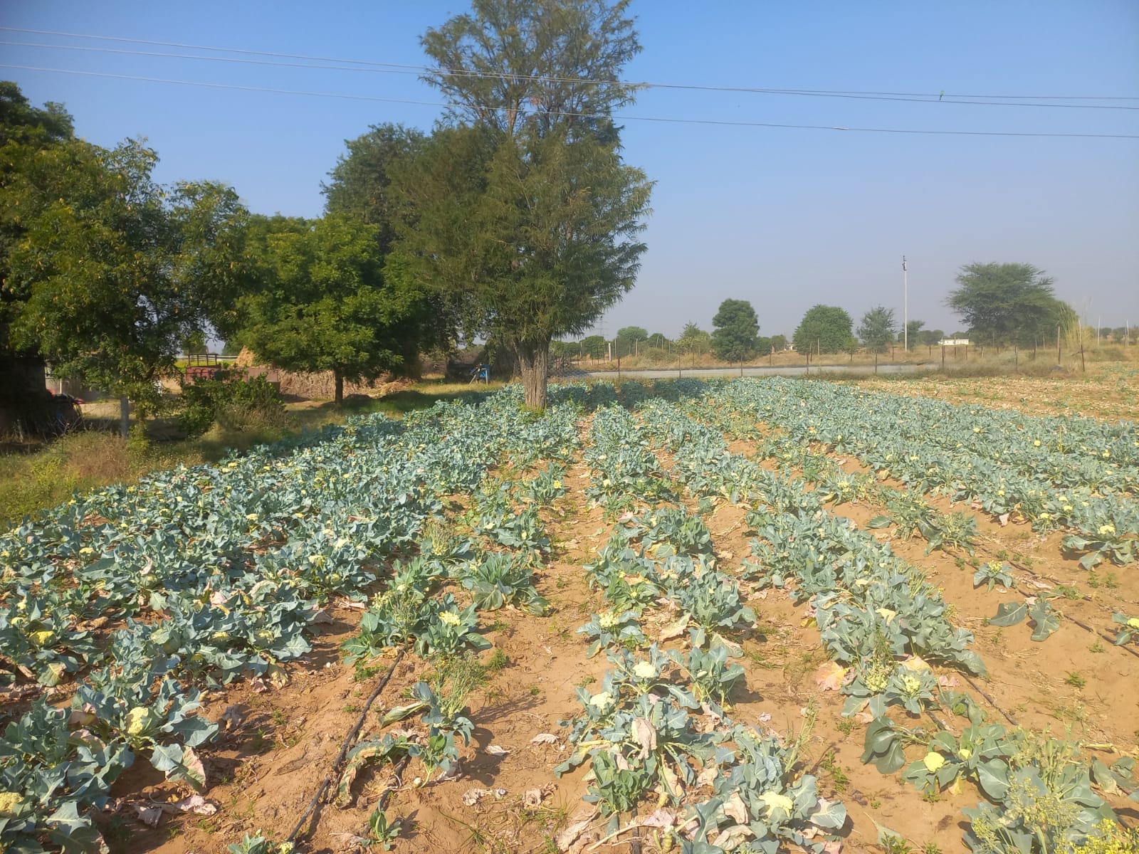 झालावाड़ में मावठ, अलवर में चली सर्द हवा, बढ़ी सर्दी