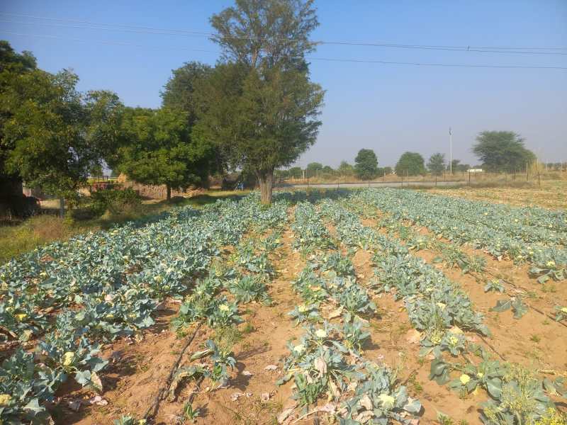 झालावाड़ में मावठ, अलवर में चली सर्द हवा, बढ़ी सर्दी