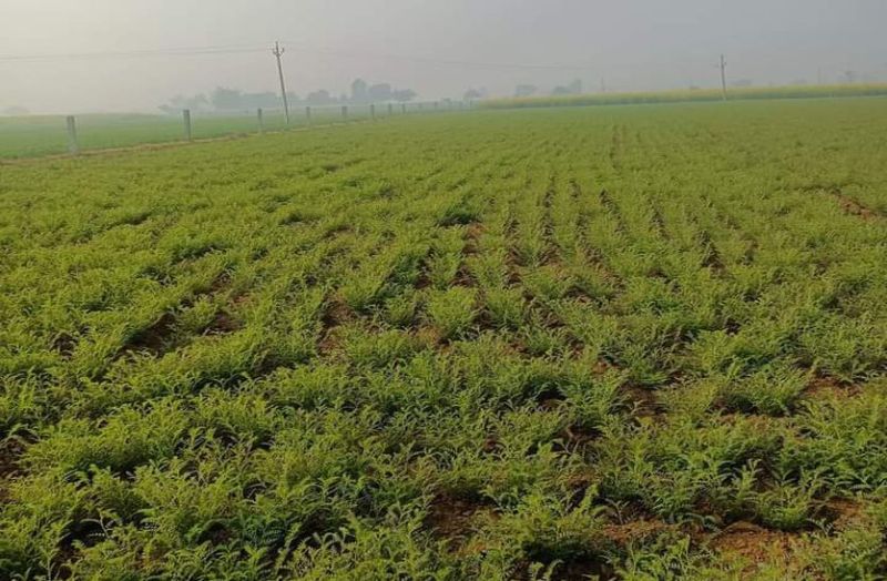 चना भरेगा किसानों की झोली, माड में बम्पर पैदावार से किसान खुश