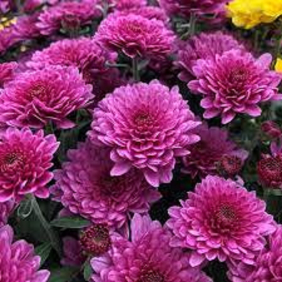 Chrysanthemum price falls to Rs seven per kg