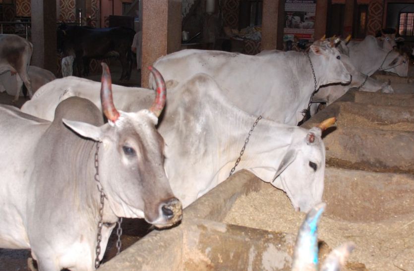 desi gaay अब देसी गायों का दूध गटकेगा राजस्थान