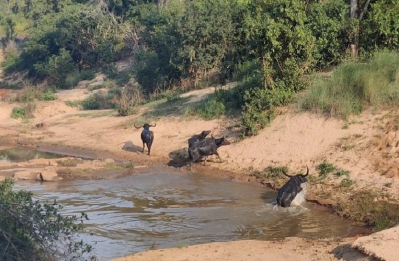 छत्तीसगढ़ के इंद्रावती टाइगर रिजर्व में दिखा वनभैंसों का झुंड