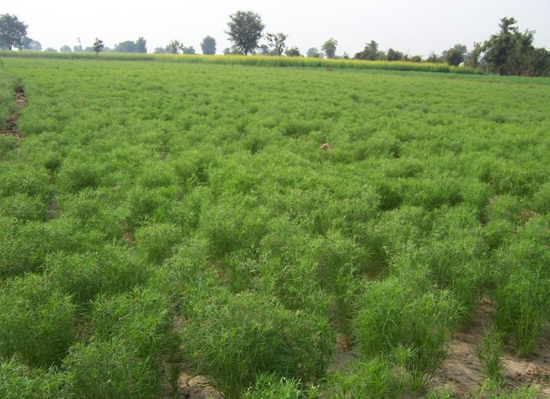 फसल बीमा पर आया बाजार की तेजी का असर