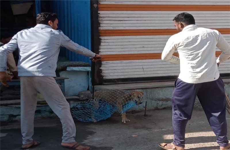 Stop catching the dog and leaving it outside, otherwise legal action w