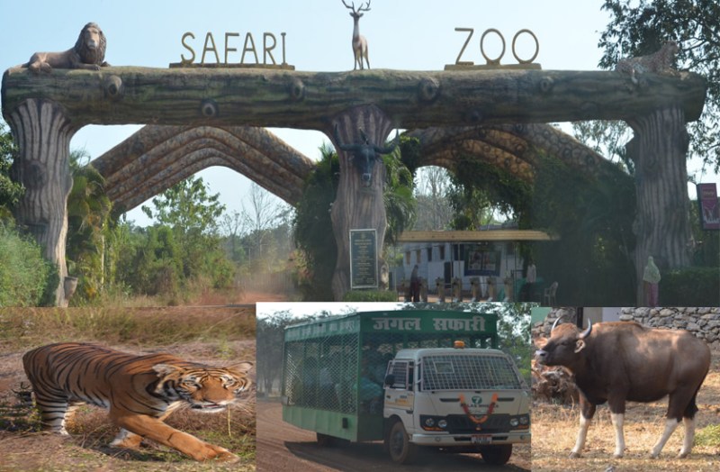 नववर्ष पर घूमने के लिए अभी से करवा रहे जंगल सफारी में बुकिंग