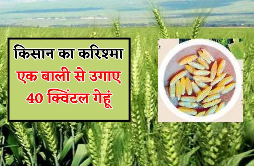 रहस्यमयी गेहूं : गेहूं की एक बाली से तैयार कि 40 क्विंटल गेहूं