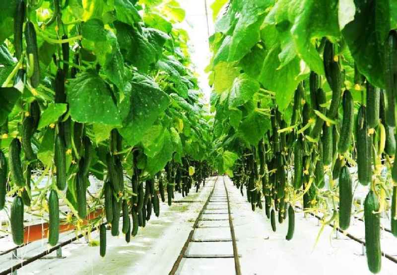 आधुनिक खेती से कमा रहे 22 लाख सालाना