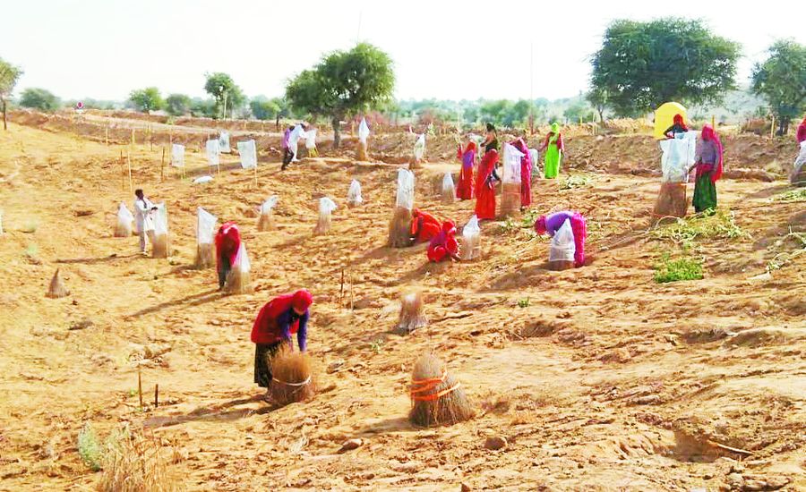 मोमासर में विकसित हो रहा मॉडल चरागाह